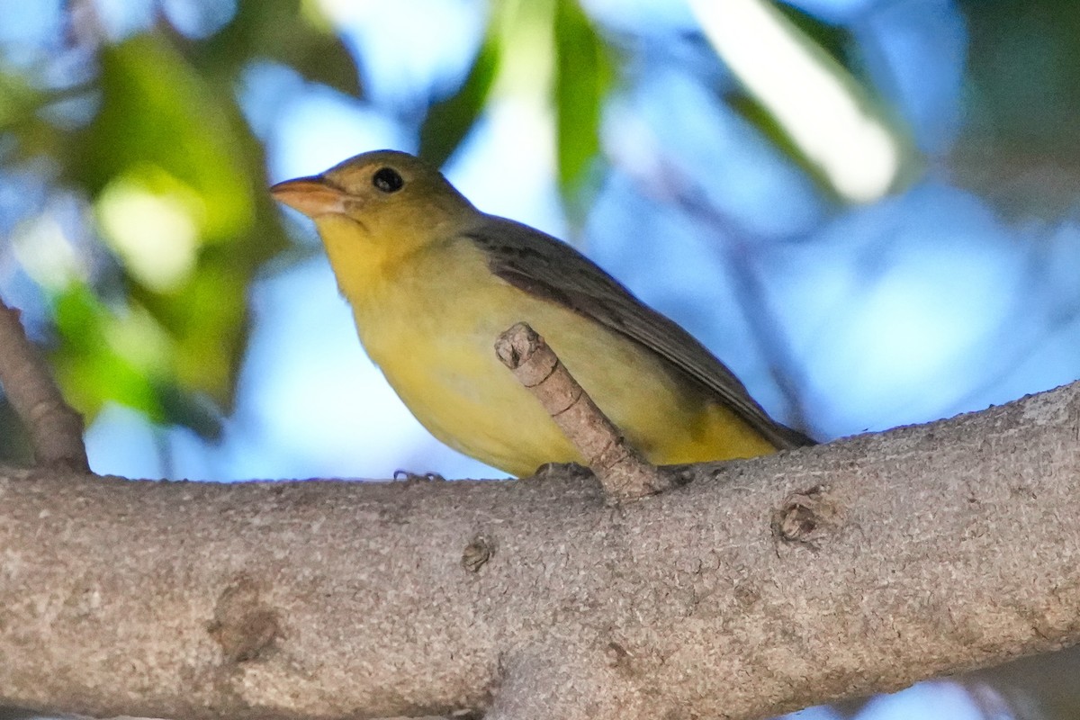 Scarlet Tanager - ML645750666