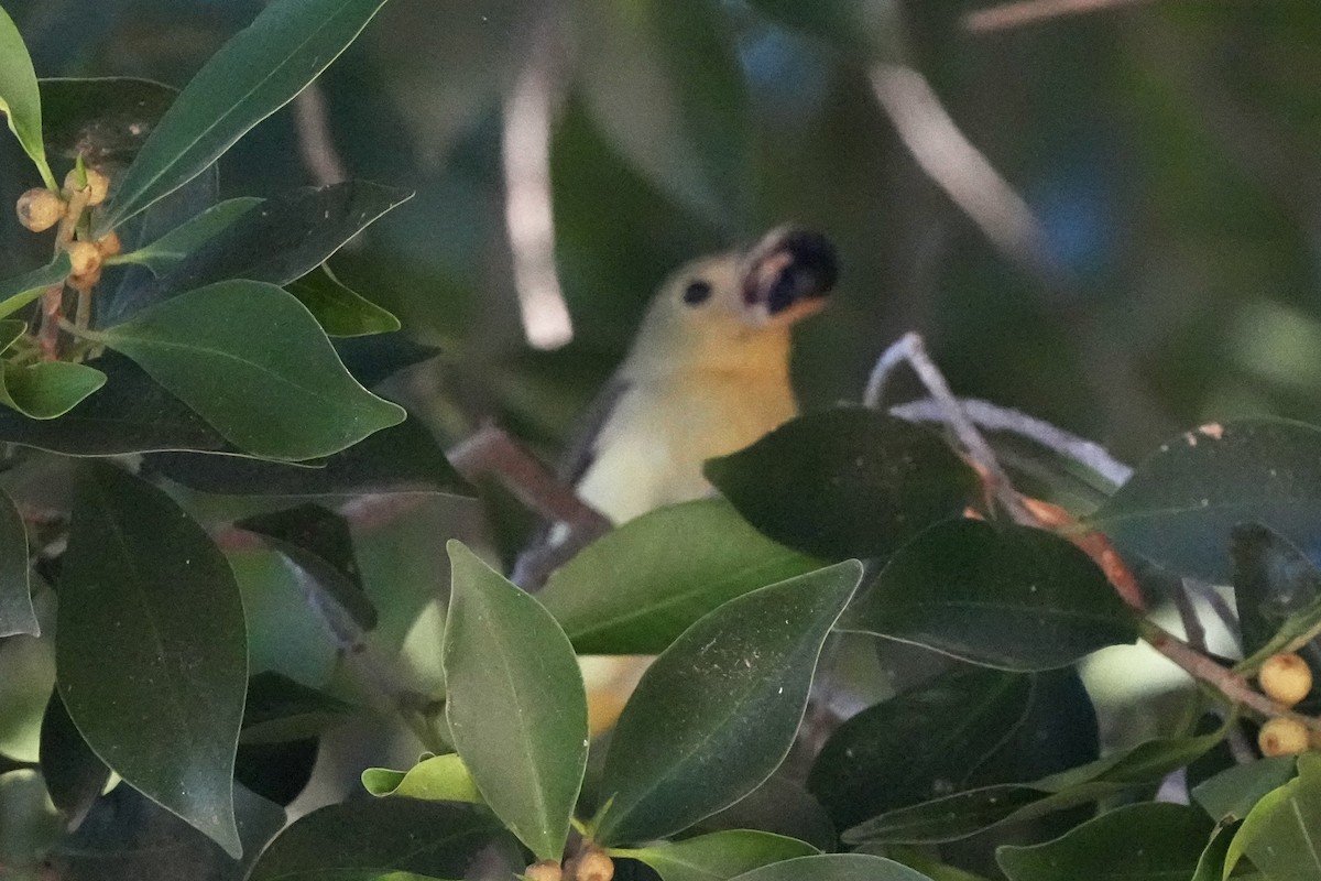 Scarlet Tanager - ML645750667