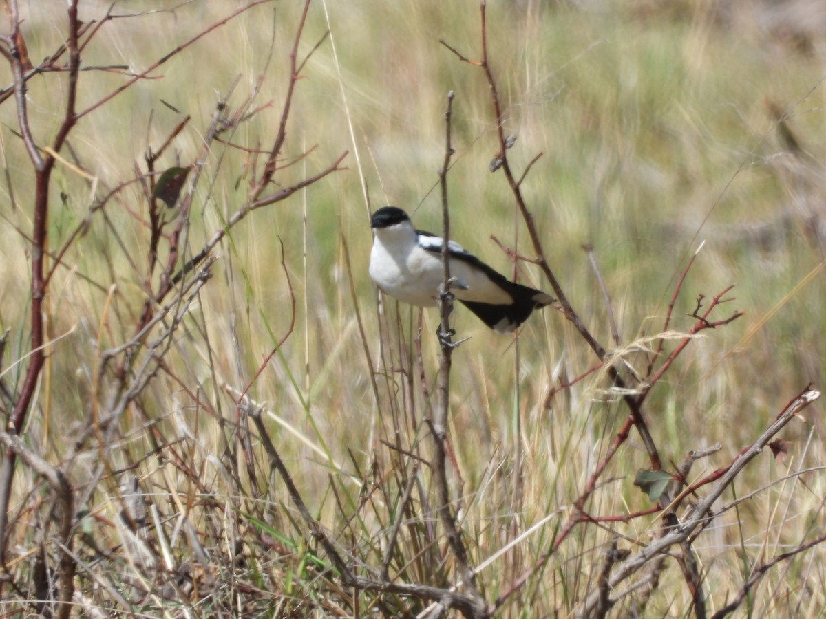 White-winged Triller - ML645750677