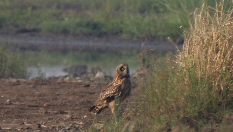 Short-eared Owl - ML645750680
