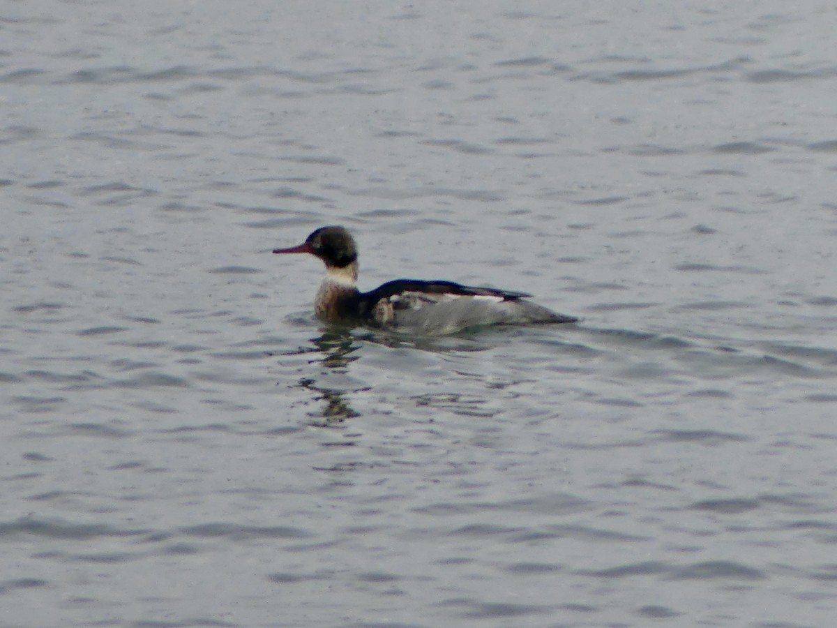 Red-breasted Merganser - ML645750683