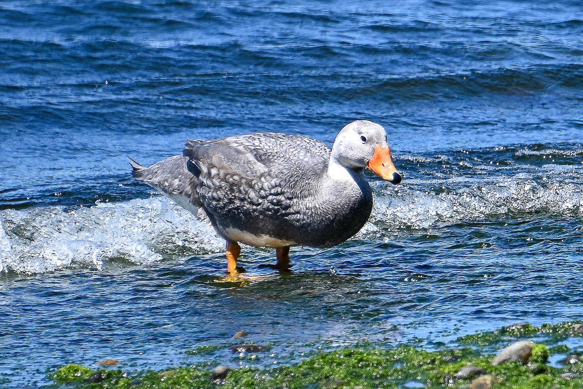 Flightless Steamer-Duck - ML645750685