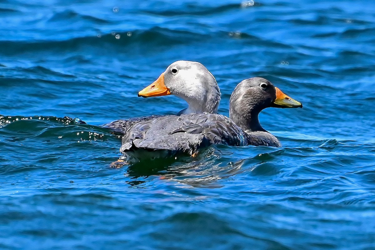 Flightless Steamer-Duck - ML645750686