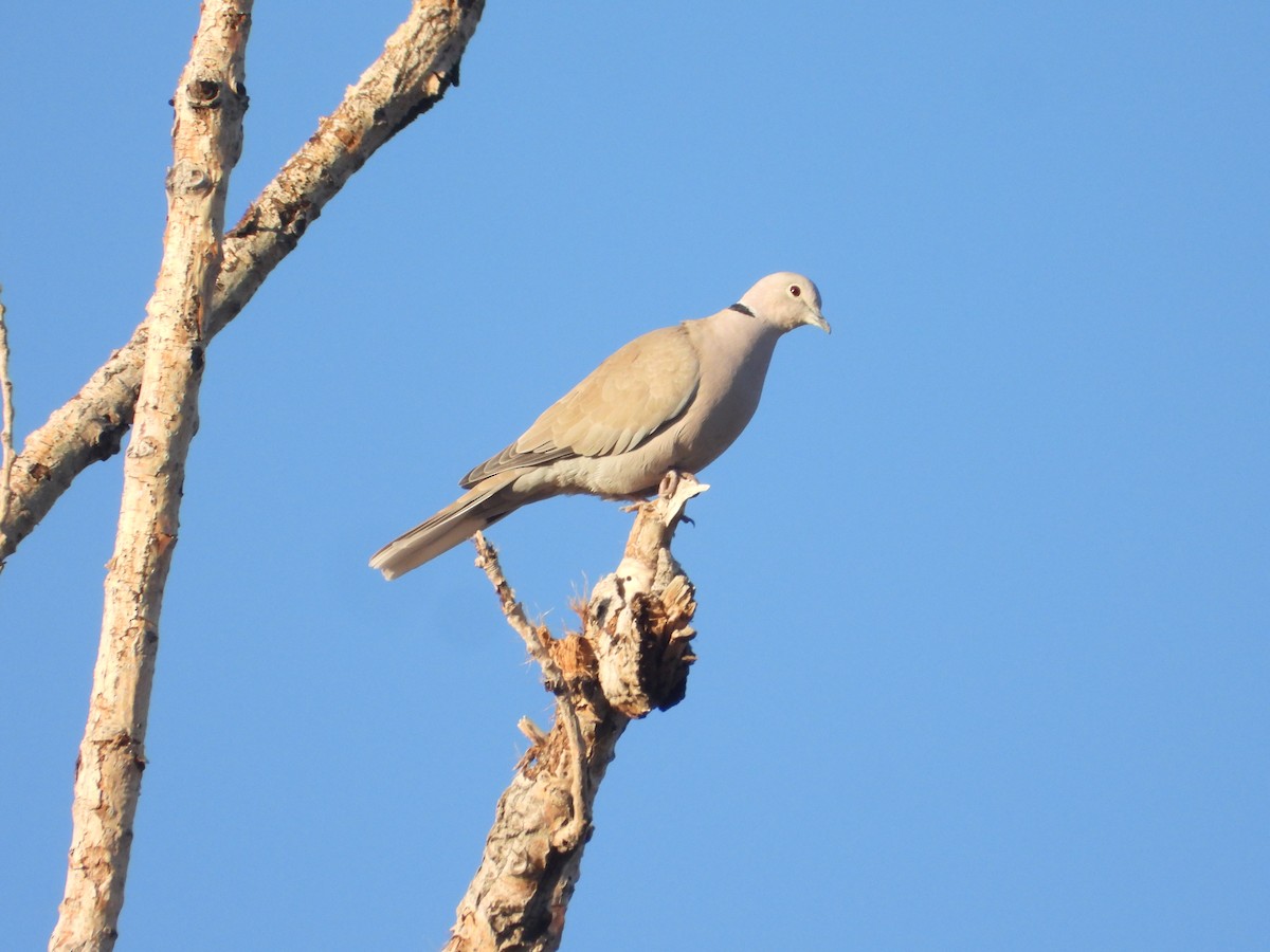 Tortora dal collare - ML645750688