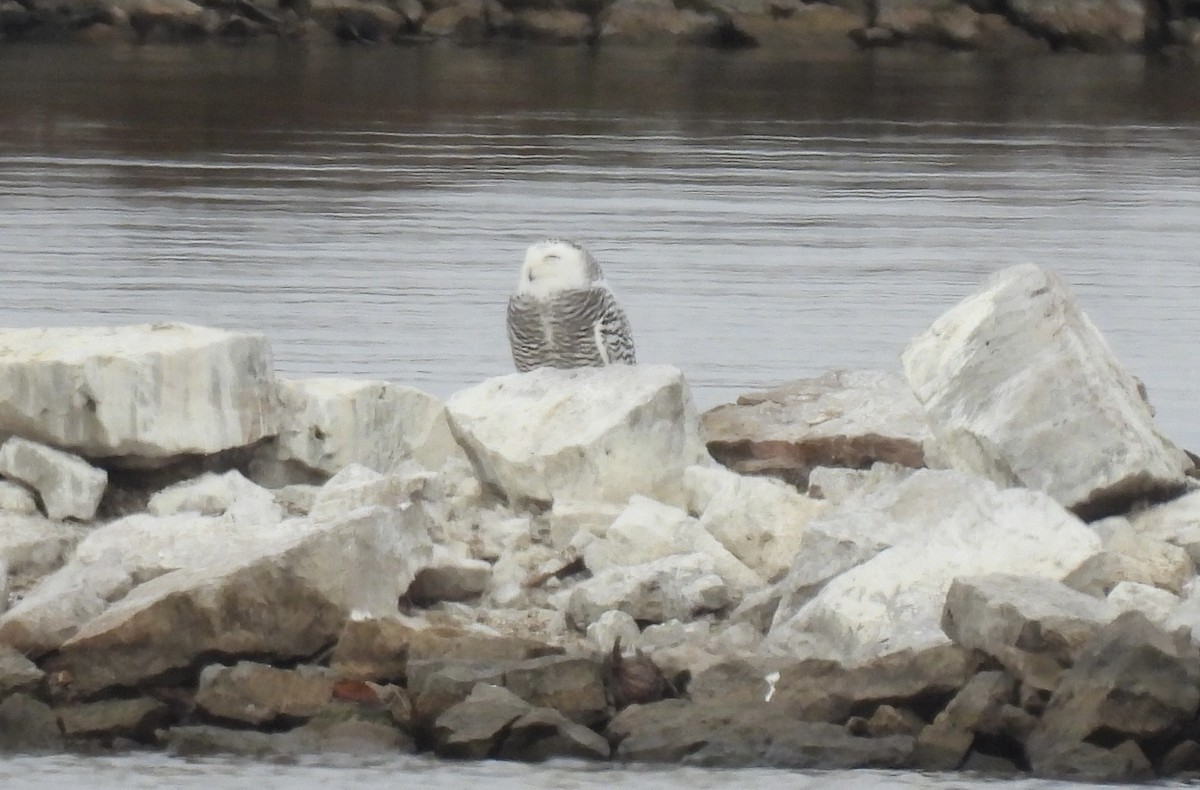 Snowy Owl - ML645750689