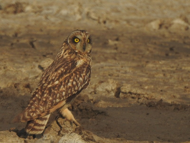 Short-eared Owl - ML645750690