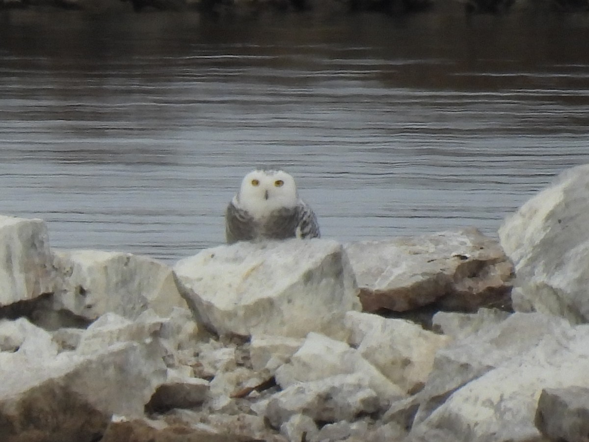 Snowy Owl - ML645750691