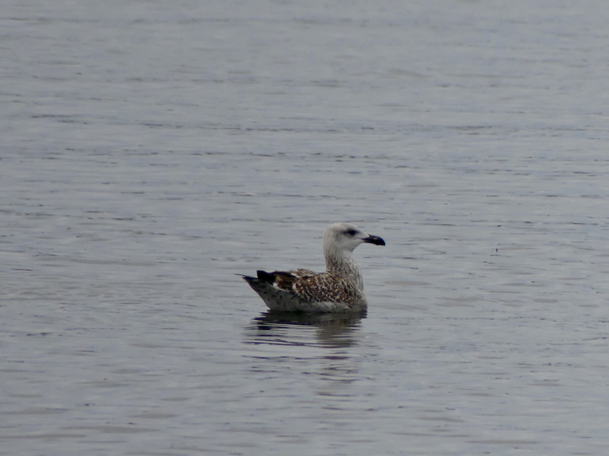 Great Black-backed Gull - ML645750695