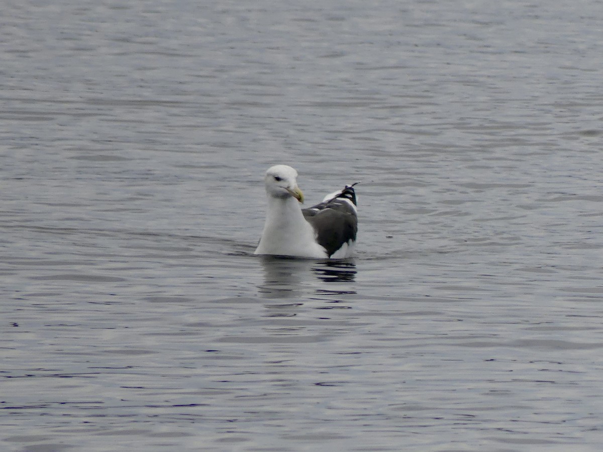 Great Black-backed Gull - ML645750696