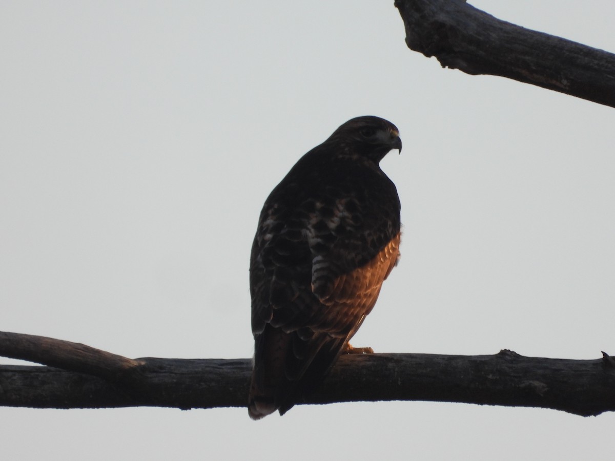 Poiana codarossa - ML645750698