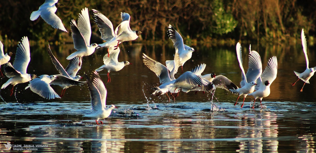 Brown-hooded Gull - ML645750700
