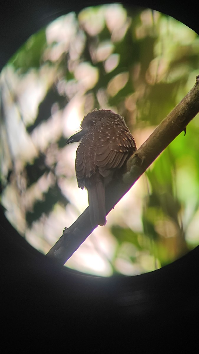 White-whiskered Puffbird - ML645750701