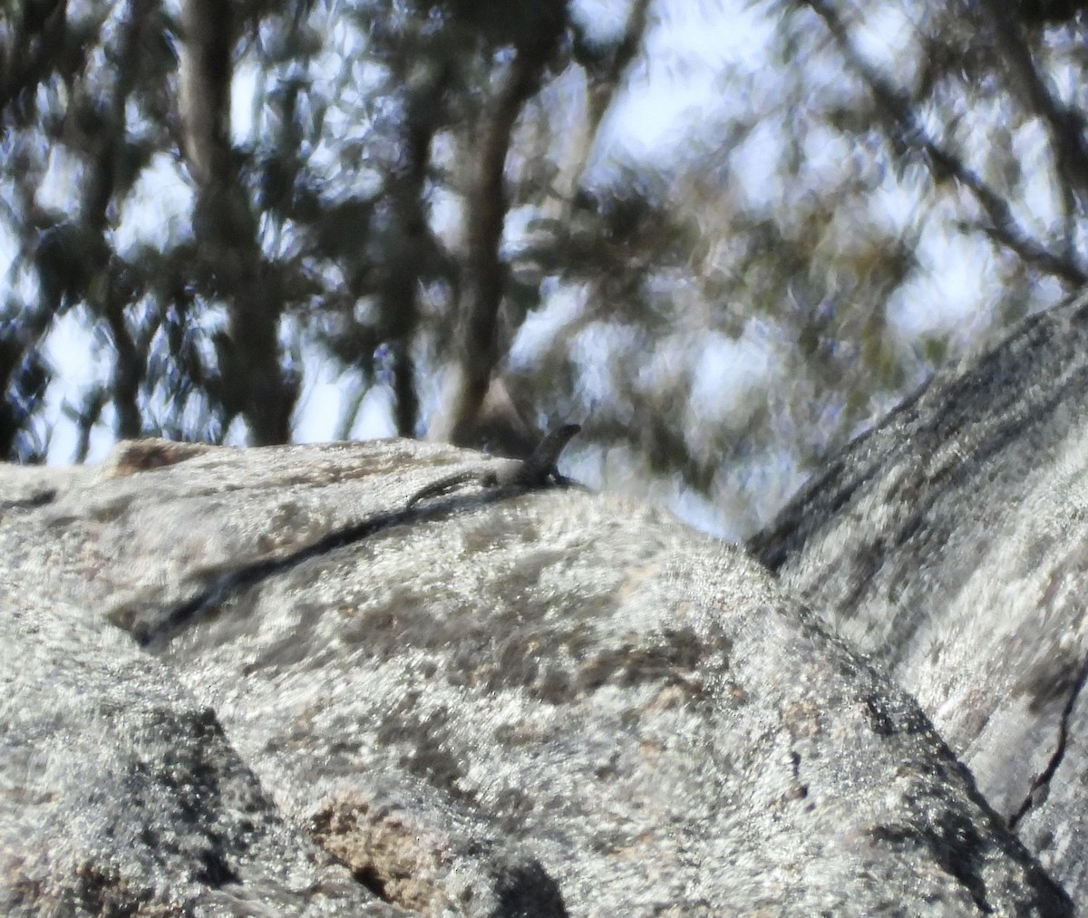 Cunningham's Skink - ML645750707