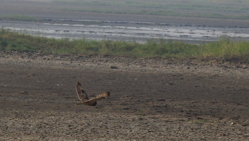 Short-eared Owl - ML645750710