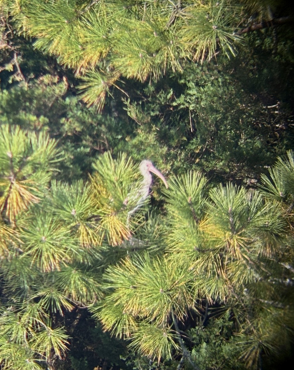 Corocoro Blanco - ML645750713