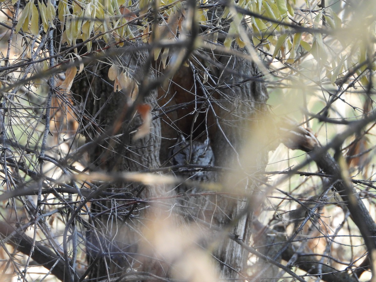 Western Screech-Owl - ML645750714