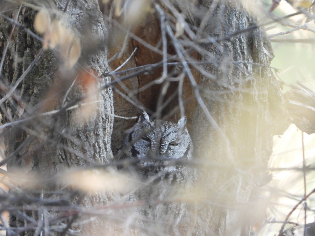 Western Screech-Owl - ML645750715