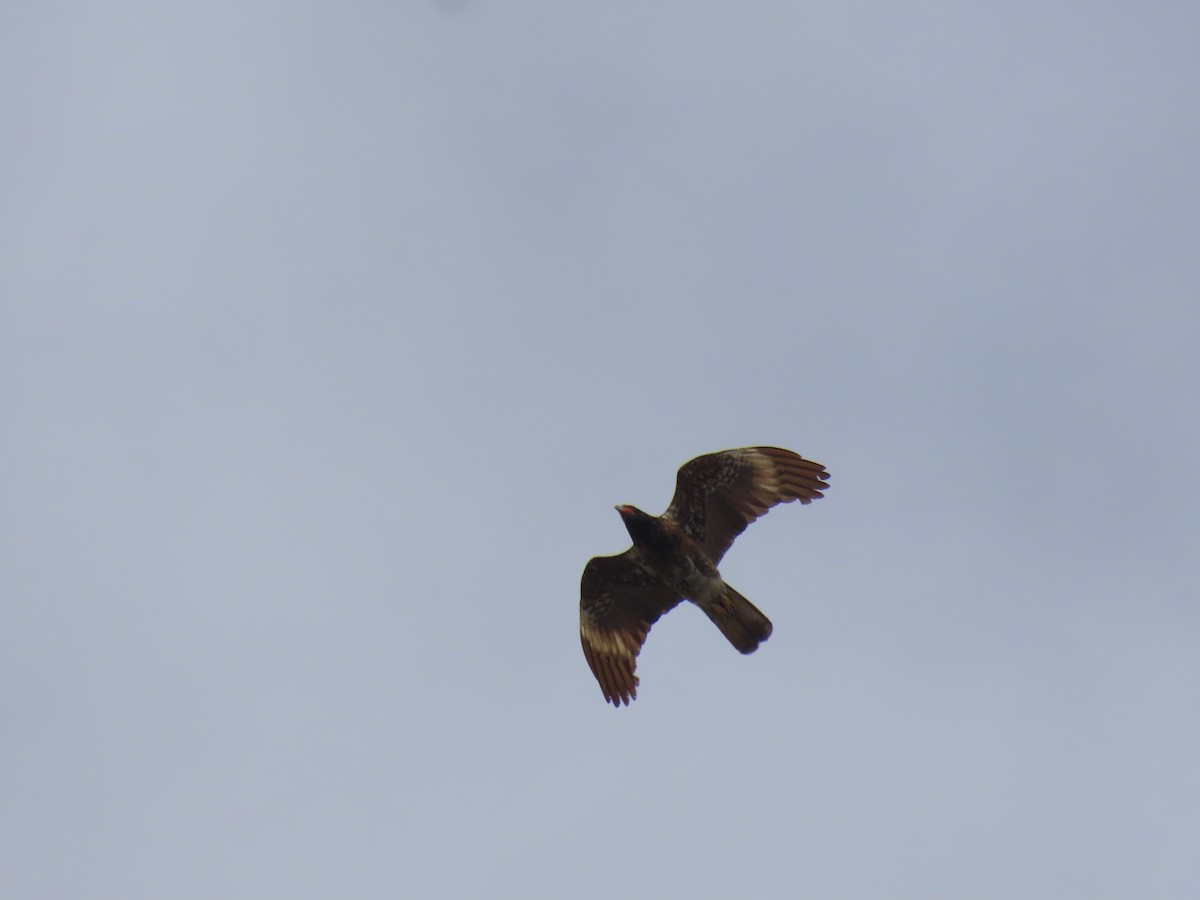 Каракара андська - ML645750717