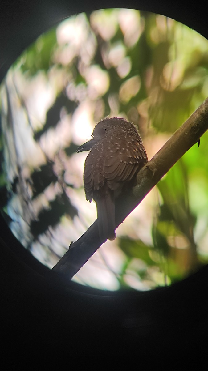 White-whiskered Puffbird - ML645750718