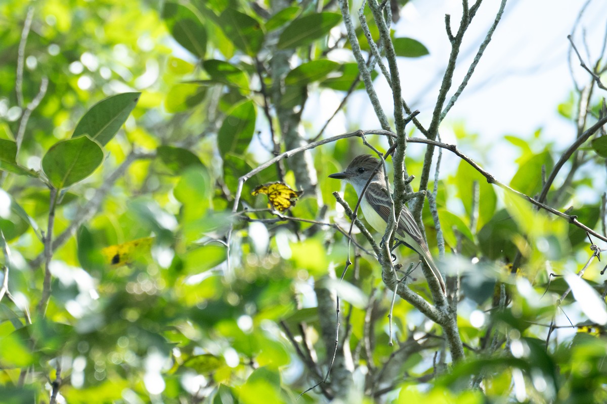 Brown-crested Flycatcher - ML645750721