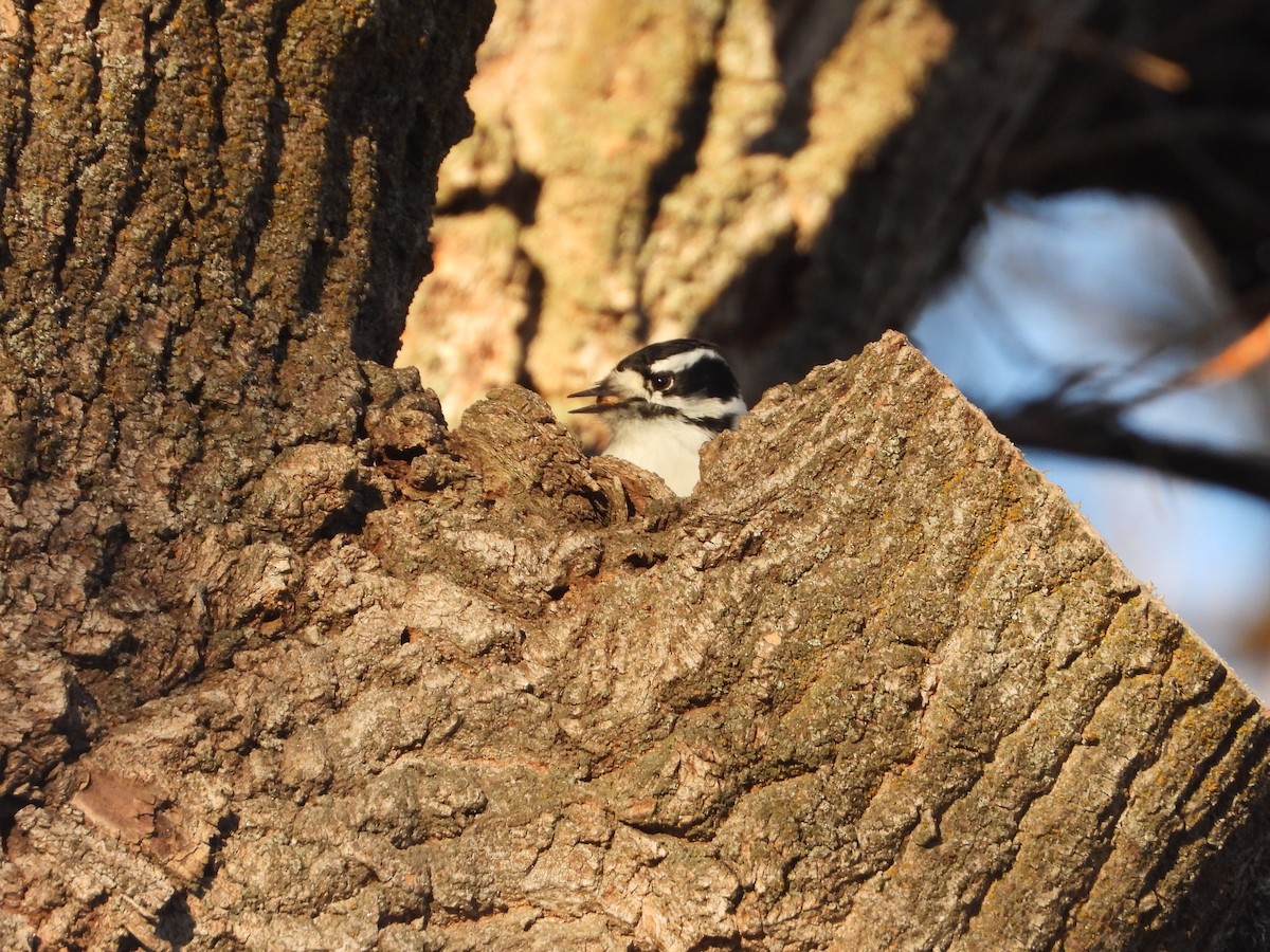 Downy Woodpecker (Rocky Mts.) - ML645750722