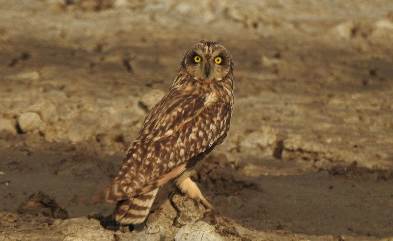 Short-eared Owl - ML645750723