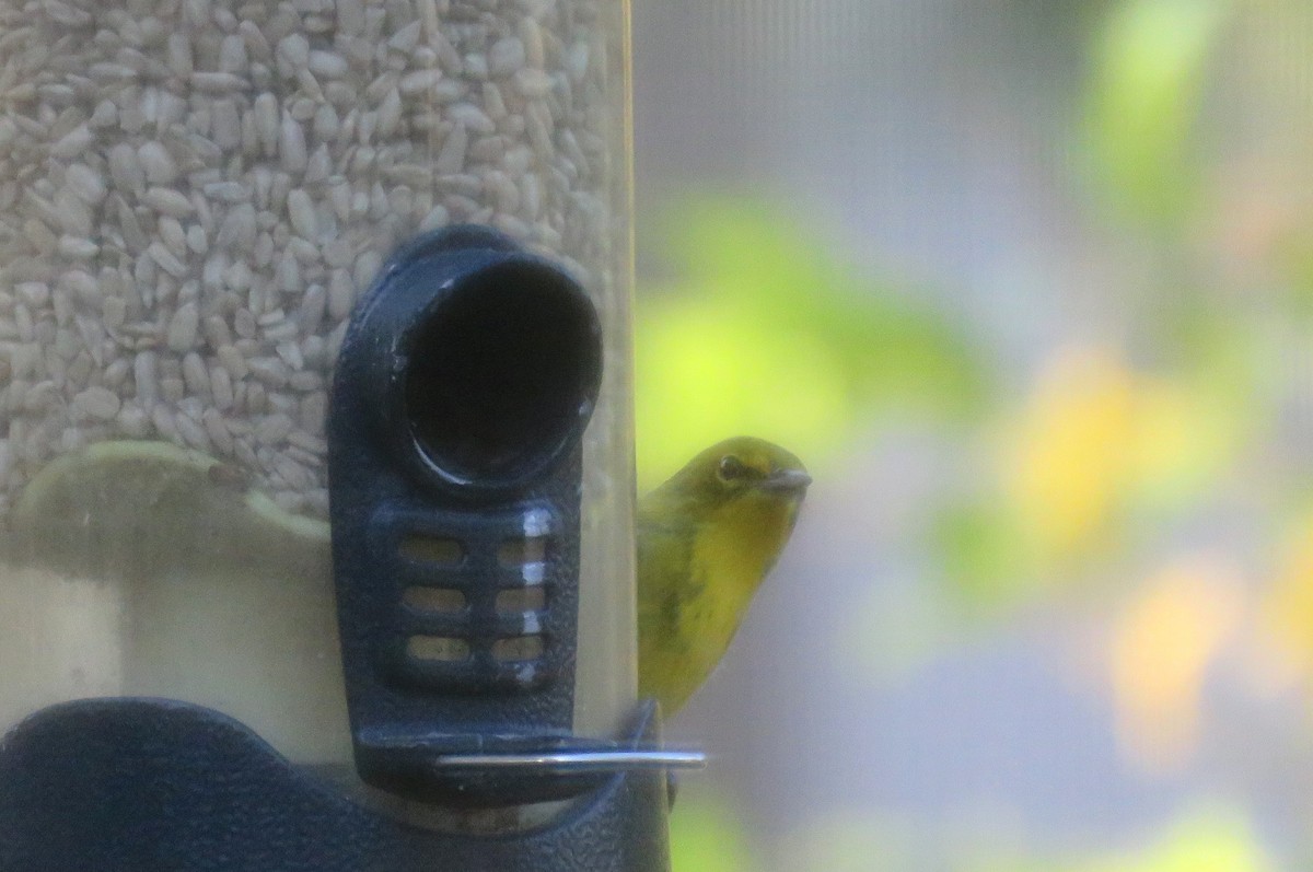 Pine Warbler - ML645750730