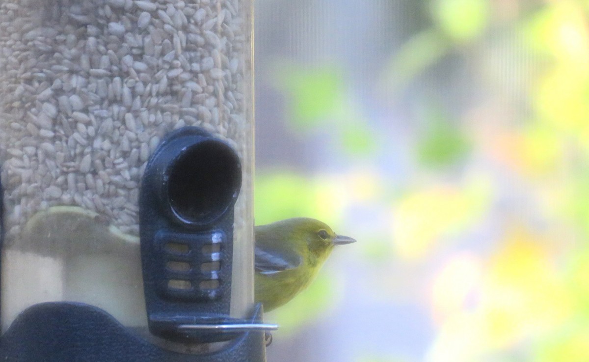 Pine Warbler - ML645750735