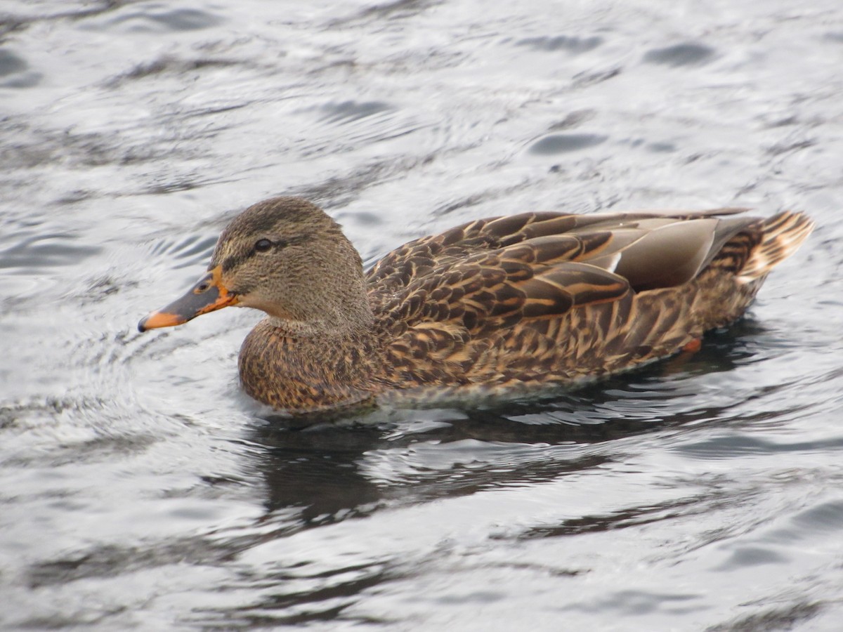 綠頭鴨 - ML645750736