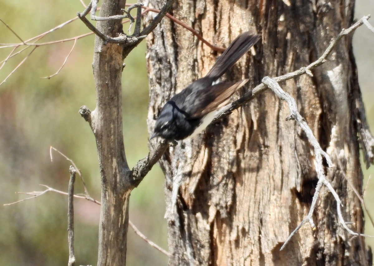 Willie-wagtail - ML645750737