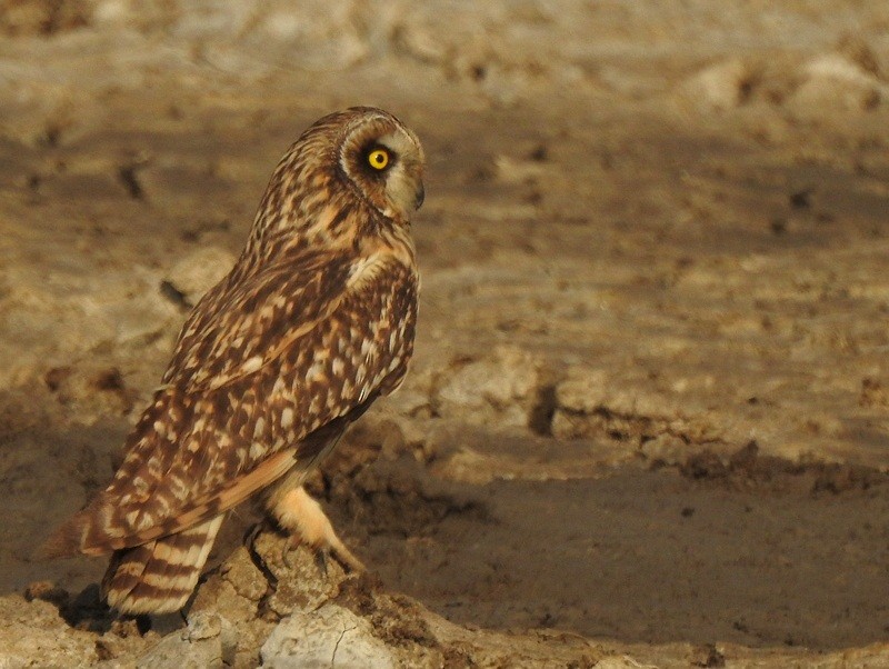 Short-eared Owl - ML645750741