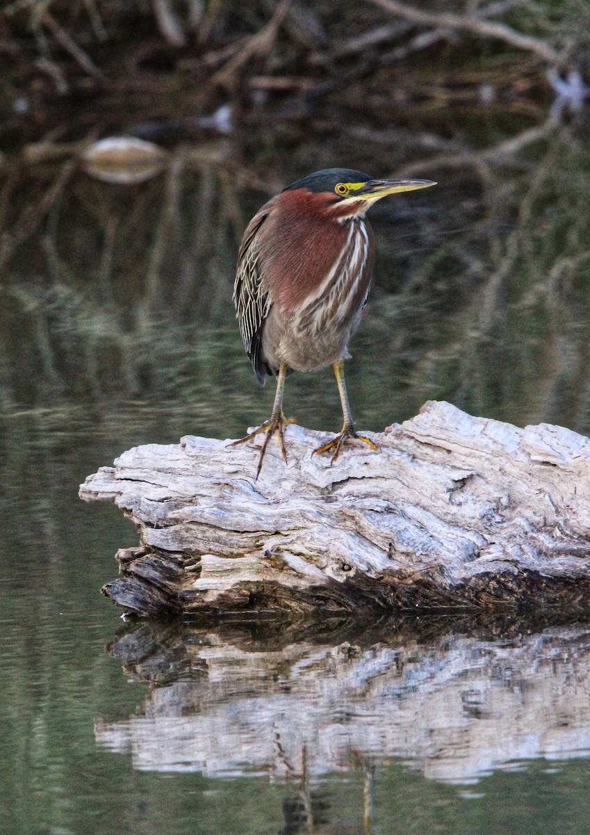 volavka zelenavá - ML645750745