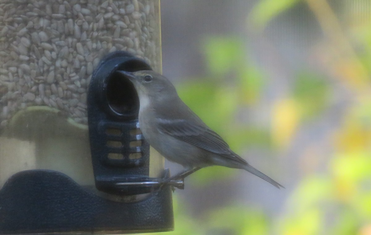 Pine Warbler - ML645750757