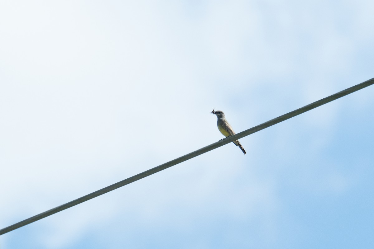Cassin's Kingbird - ML645750759