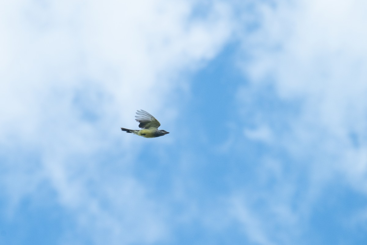 Cassin's Kingbird - ML645750760