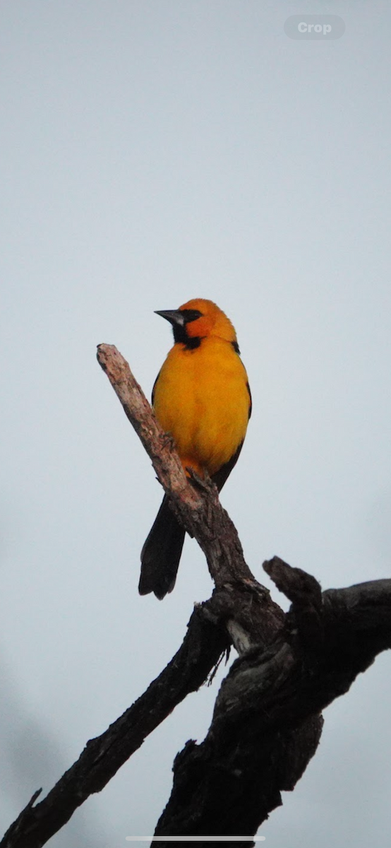 Altamira Oriole - ML645750767