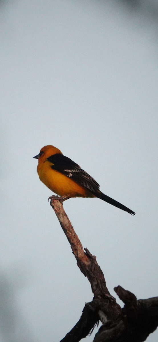Altamira Oriole - ML645750768