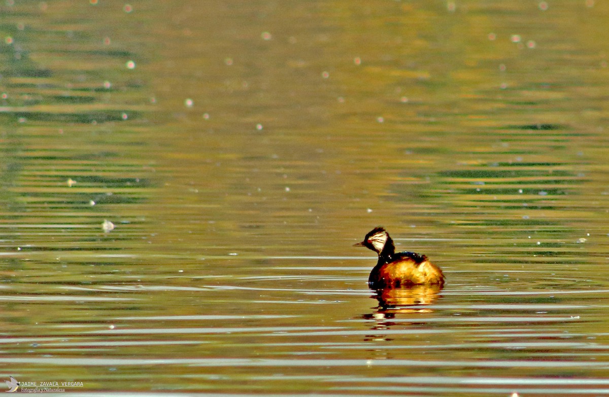 White-tufted Grebe - ML645750771