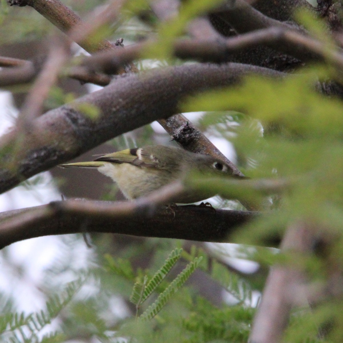 králíček americký - ML645750772