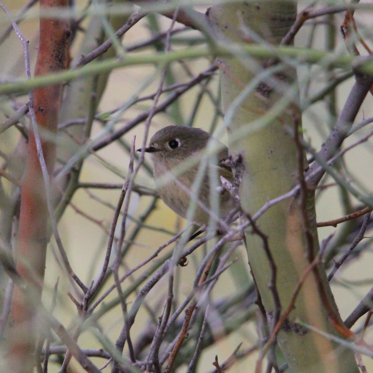 králíček americký - ML645750773