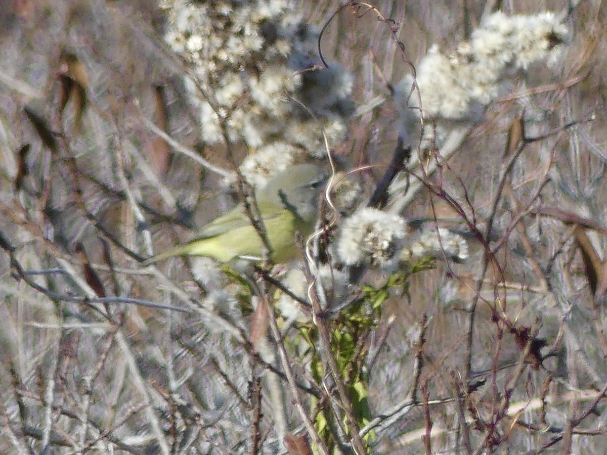 Orange-crowned Warbler - ML645750775