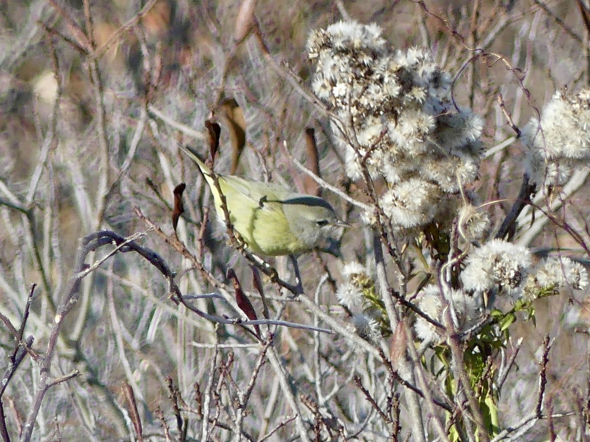 Orange-crowned Warbler - ML645750776