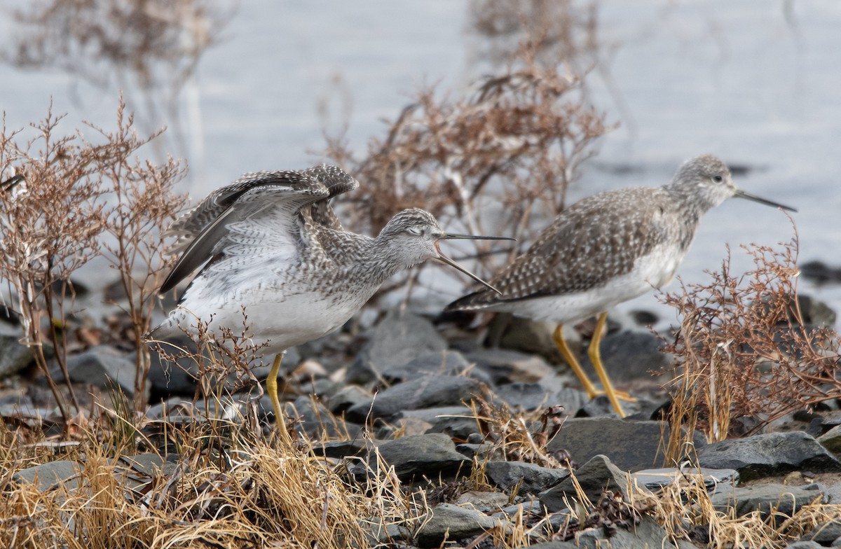 Greater Yellowlegs - ML645750786