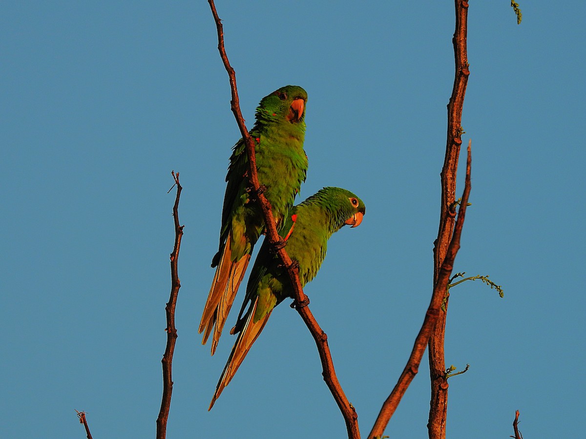 White-eyed Parakeet - ML645750798