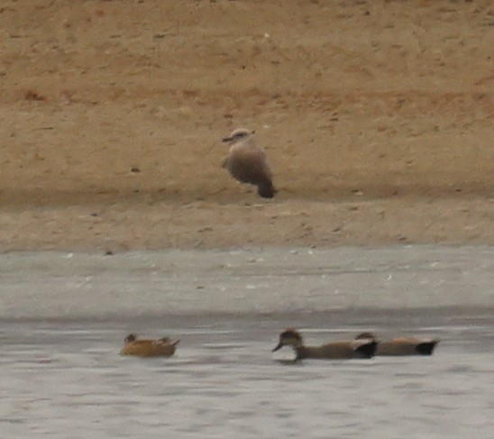 Larus sp. - ML645750805