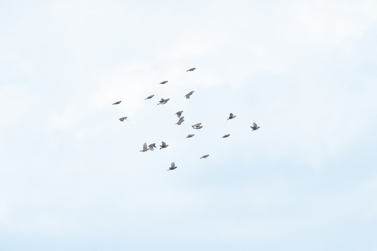 Scaly-breasted Munia - ML645750807