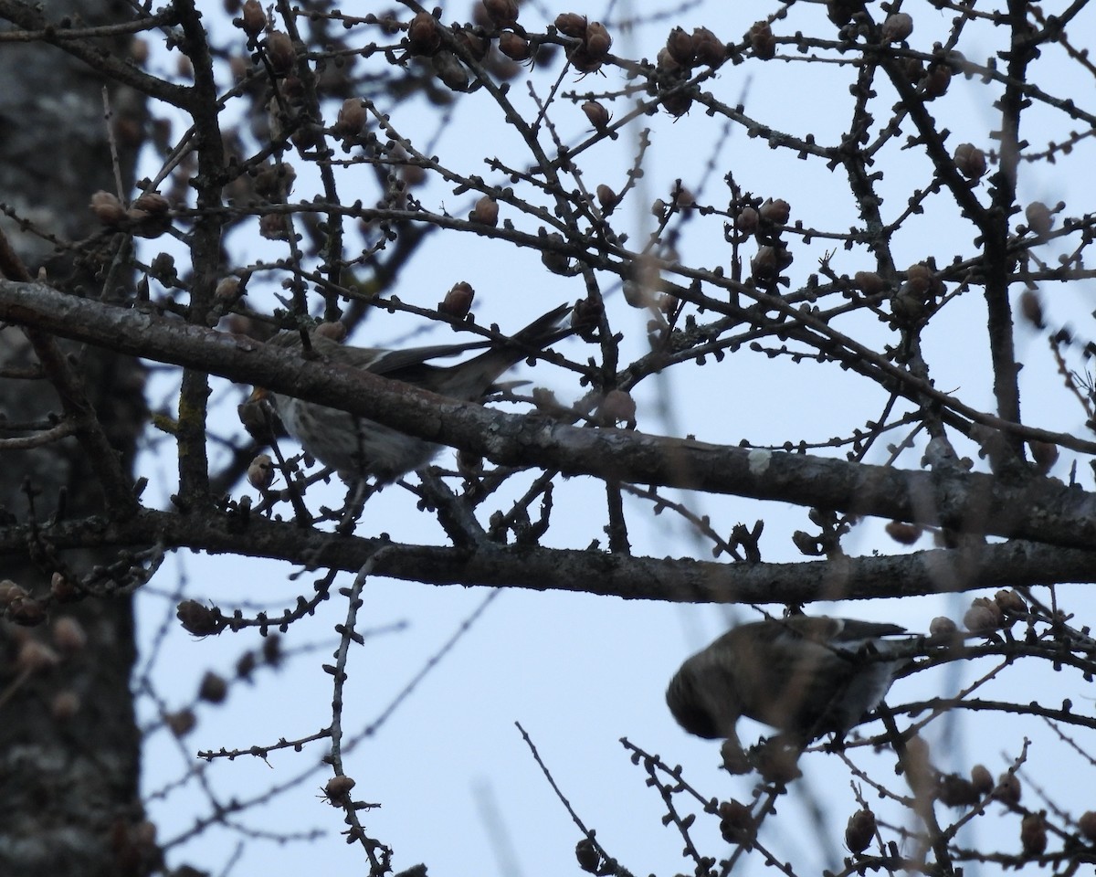 Redpoll - ML645750808