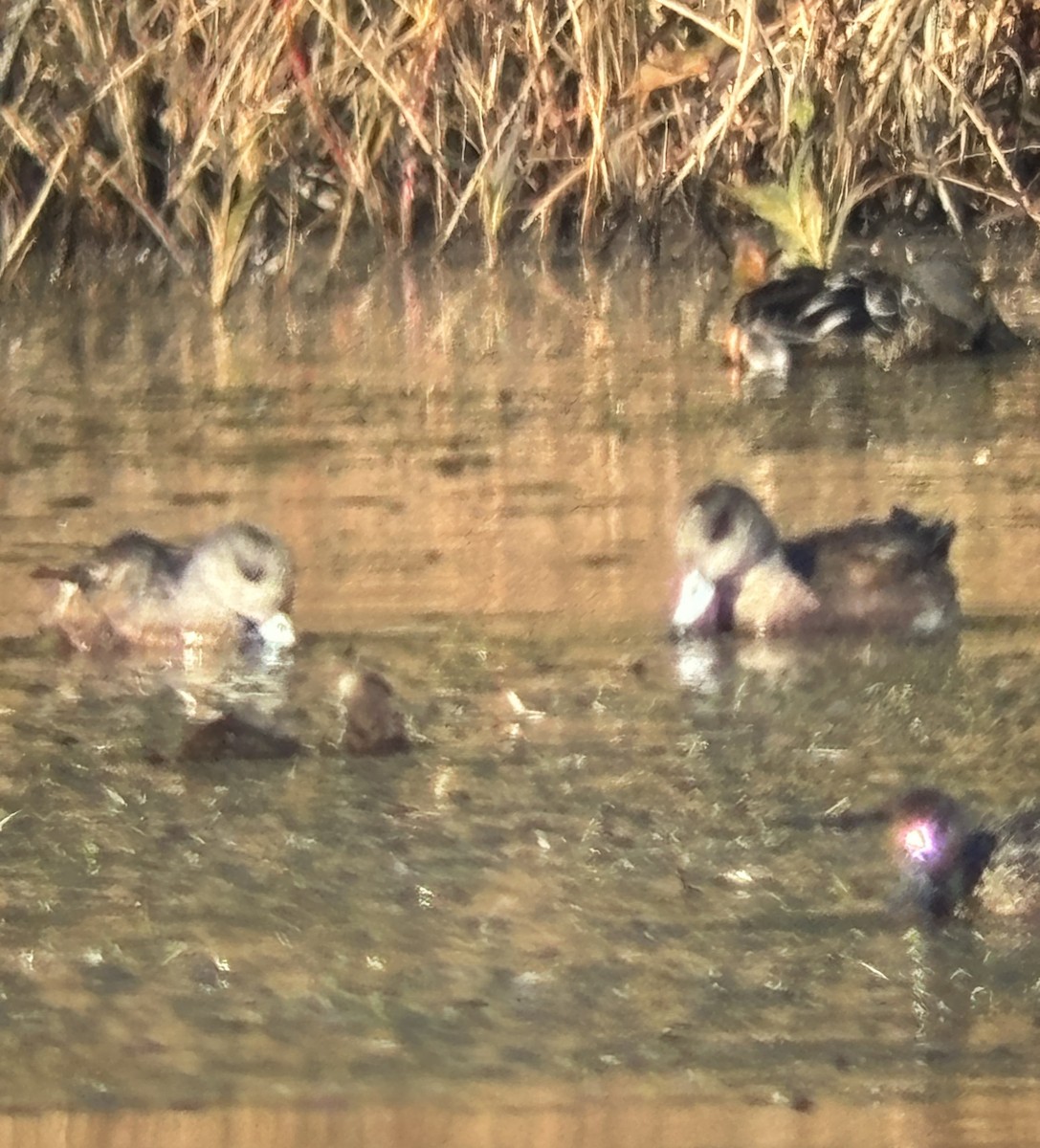 American Wigeon - ML645750810