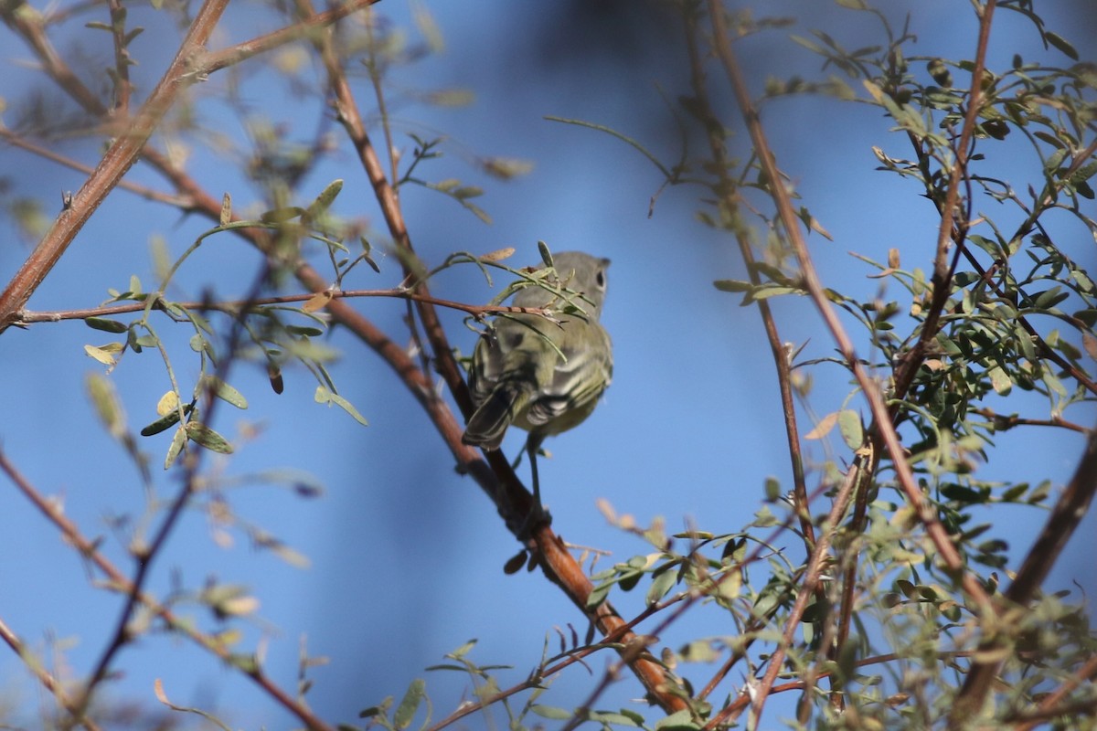 Bell's Vireo - ML645750811