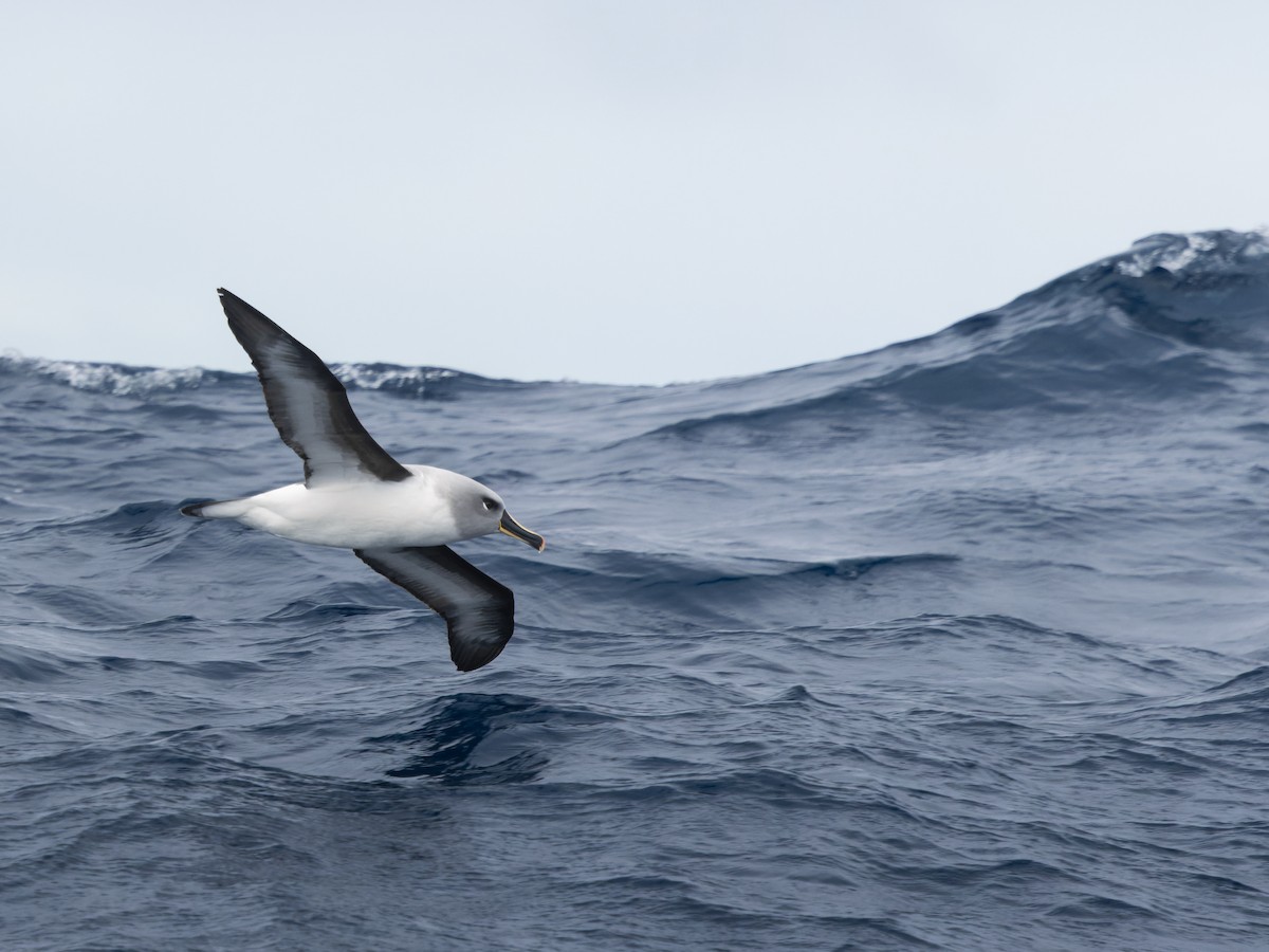 Boz Başlı Albatros - ML645750834